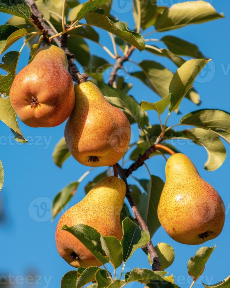 Cluster of pears on branches, clear blue sky background photo