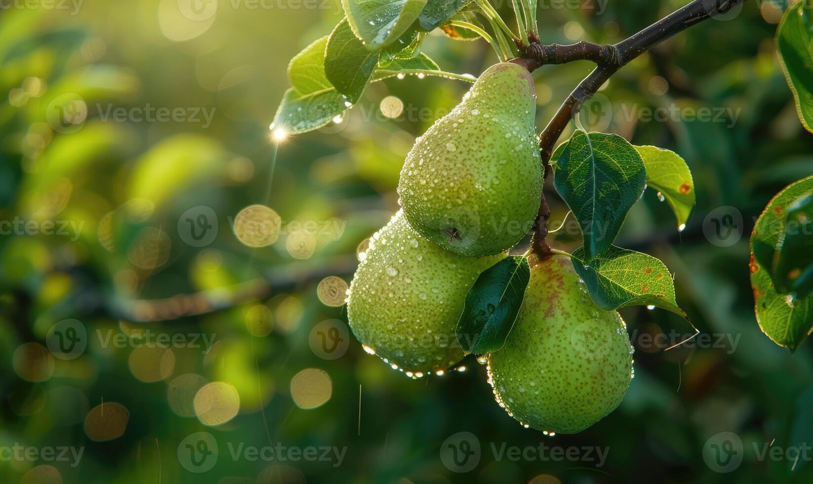 Cluster of green pears on a branch with leaves photo