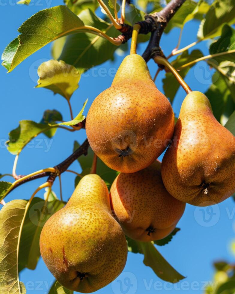 Cluster of pears on branches, clear blue sky background photo