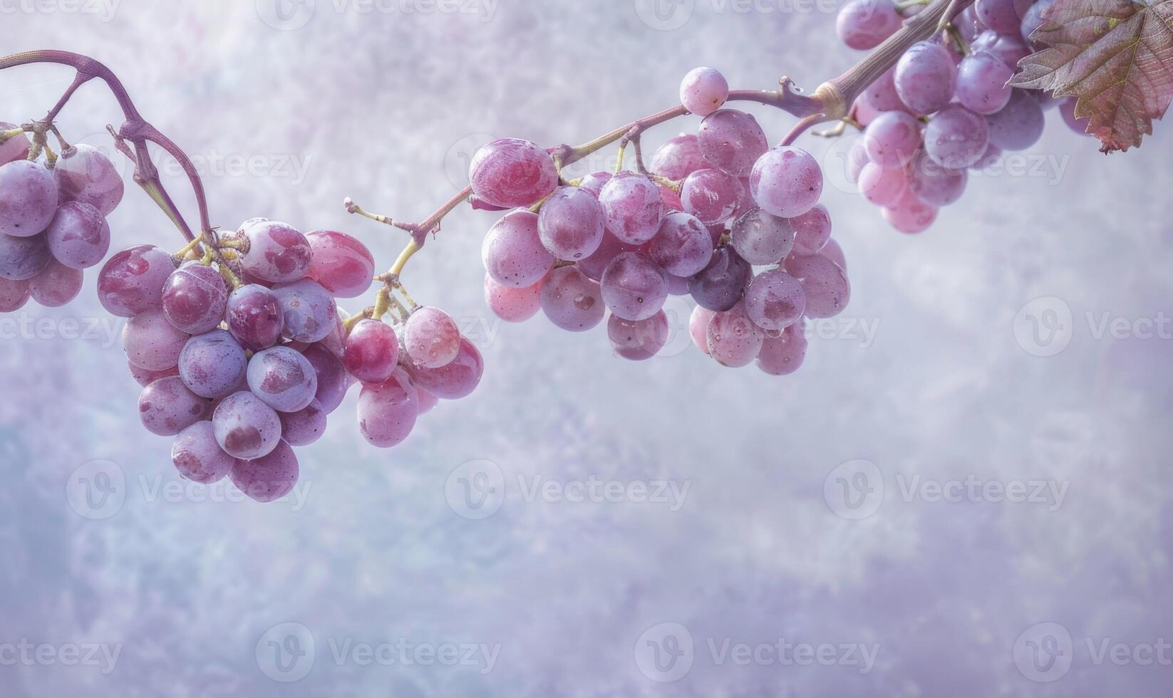 Grapes on a light pastel lavender background photo