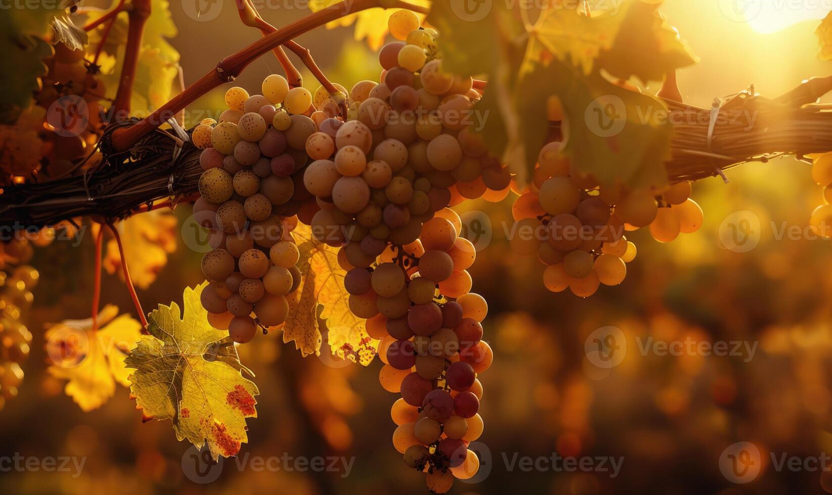 Grapes on vines with autumn foliage photo