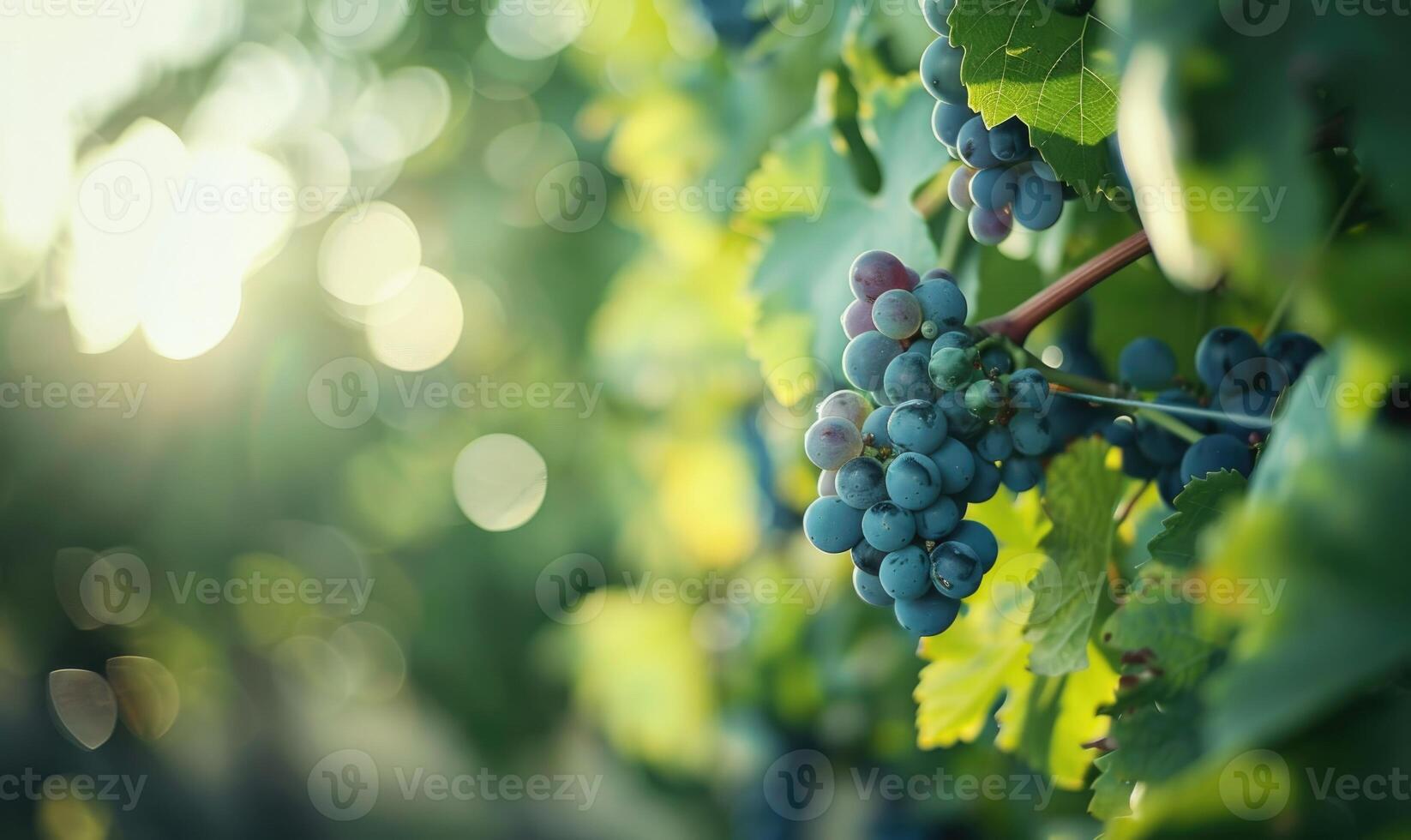 Grapes on vines with green leaves, soft focus photo