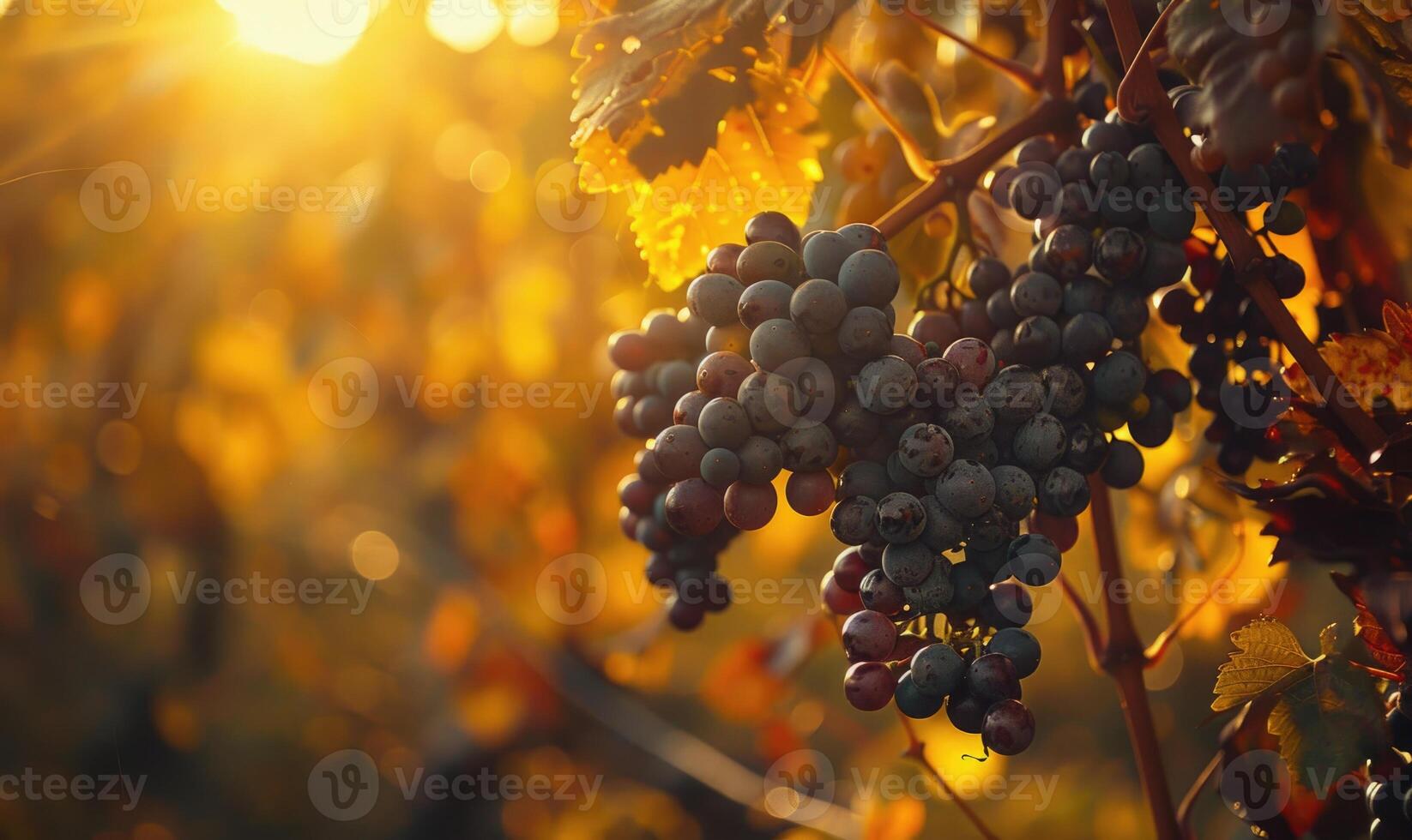 Grapes on vines with autumn foliage photo