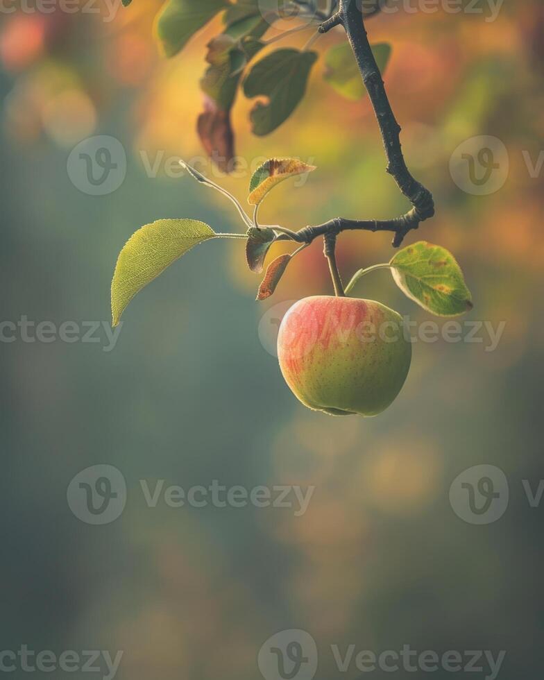 Red and green apple hanging from a branch photo