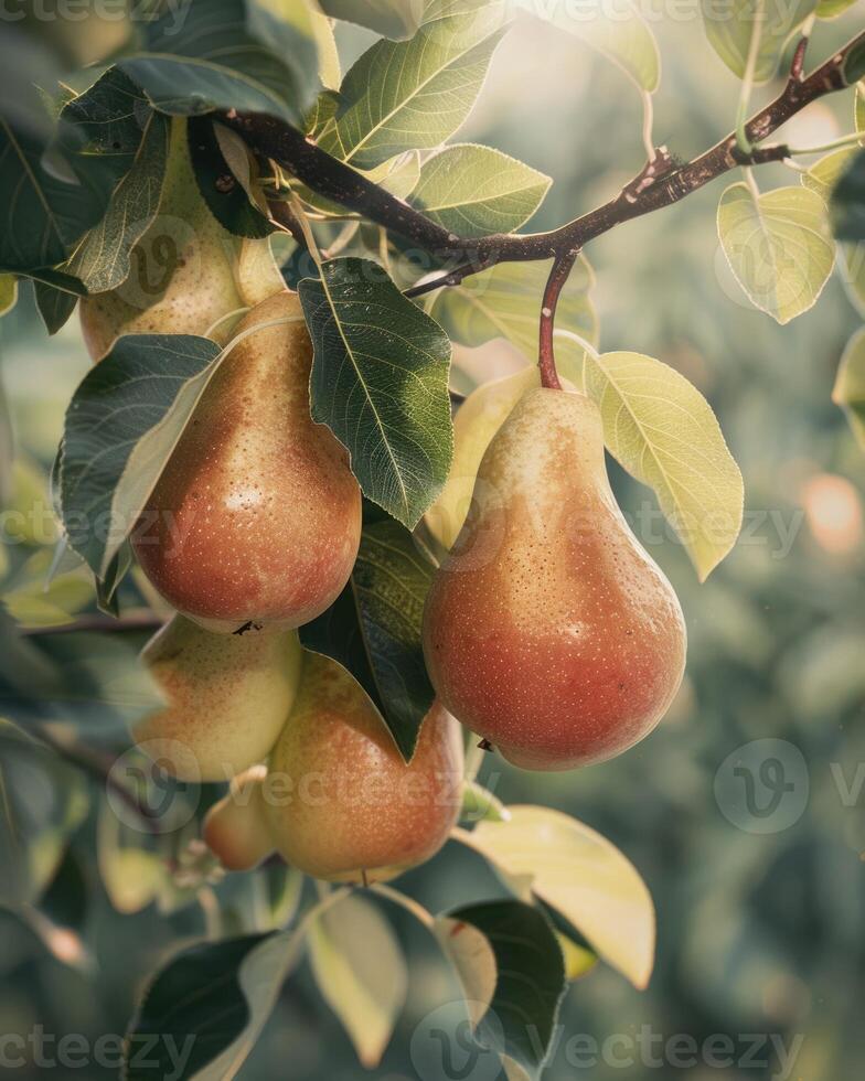 Ripe pears hanging from branches photo