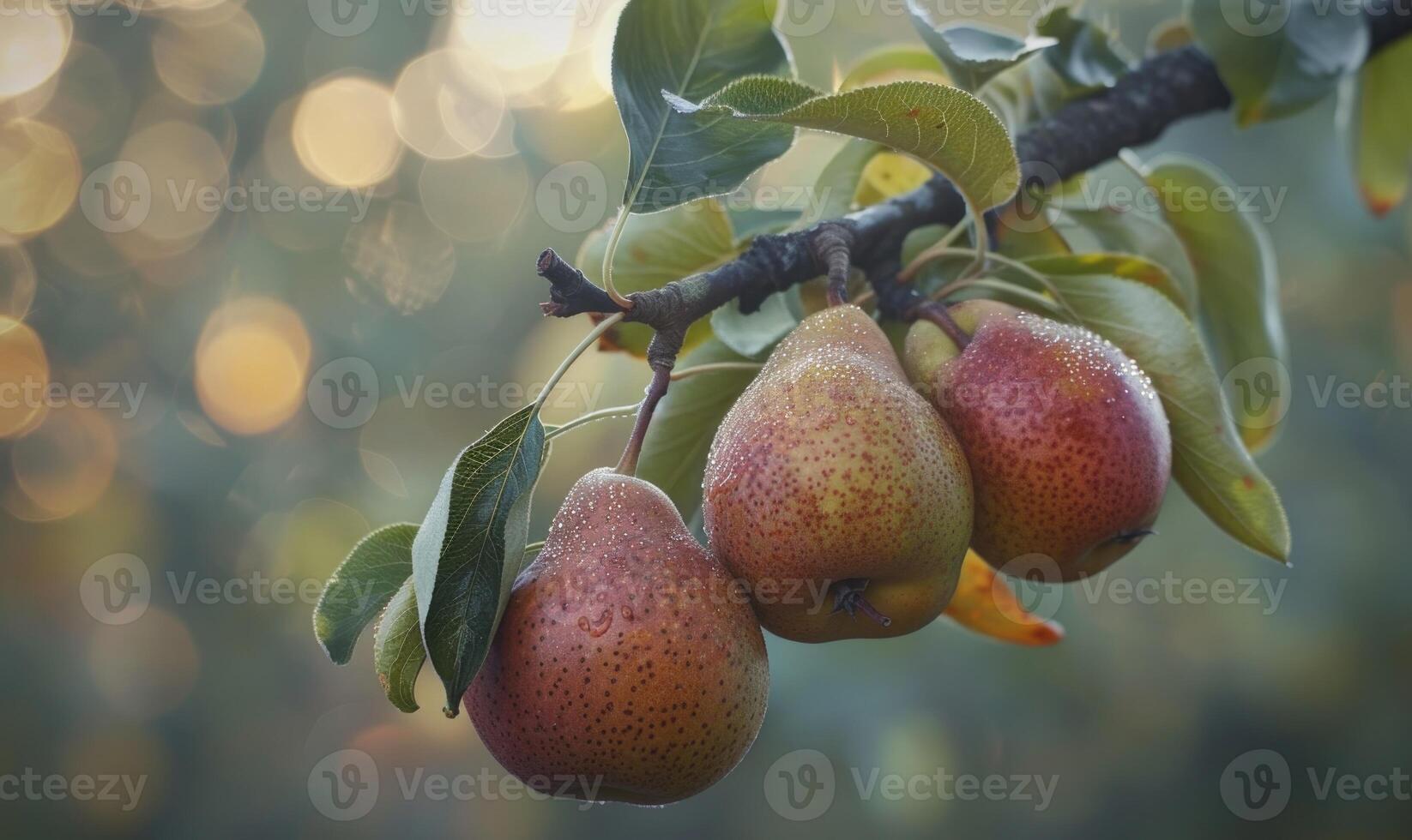 Pear branch with three pears and soft focus background photo
