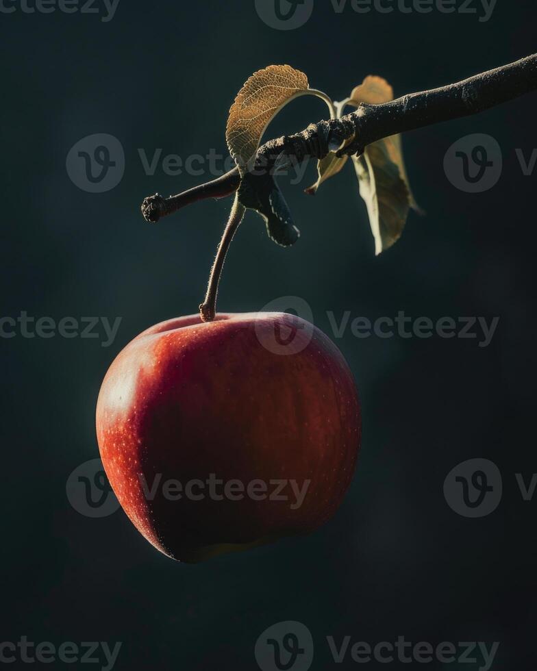 Single apple hanging from a branch photo
