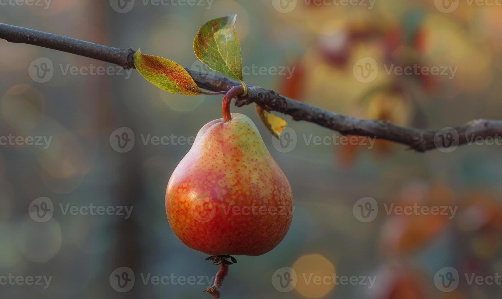 Pear with a small leaf attached, on a branch with a soft focus background photo