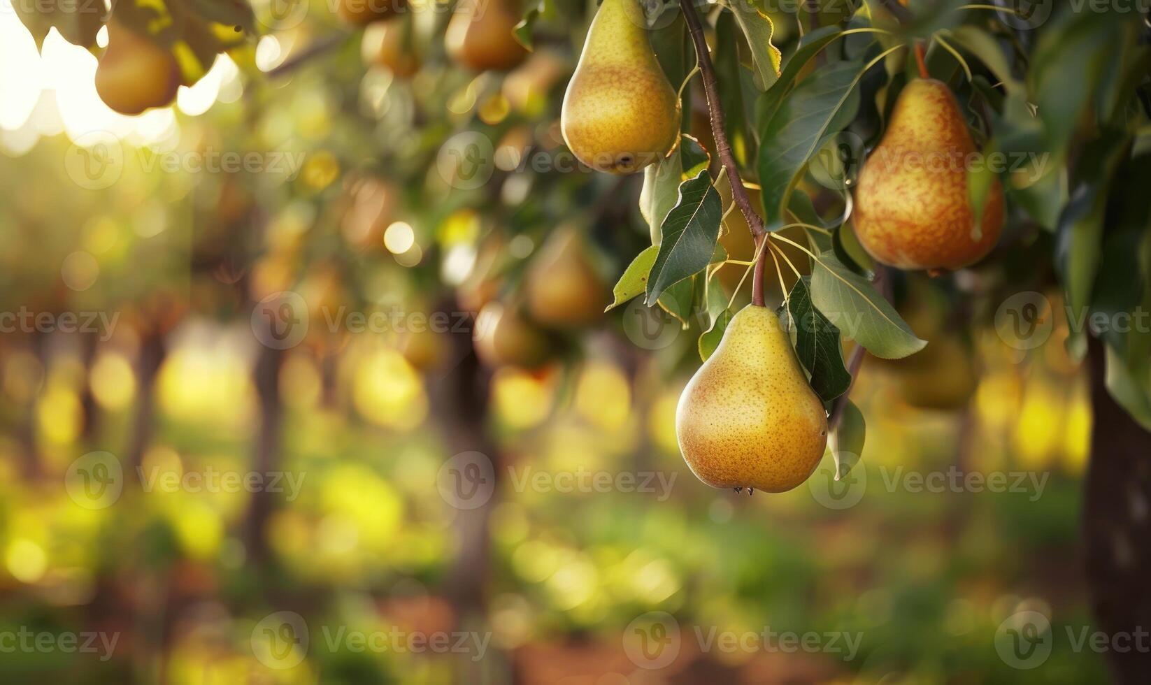 Pear orchard with ripe pears hanging from trees photo