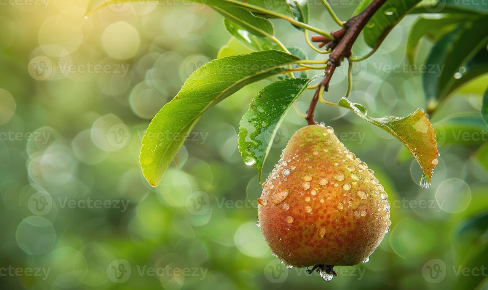 Pear on a branch, crisp green leaves, dewdrops on the fruit photo