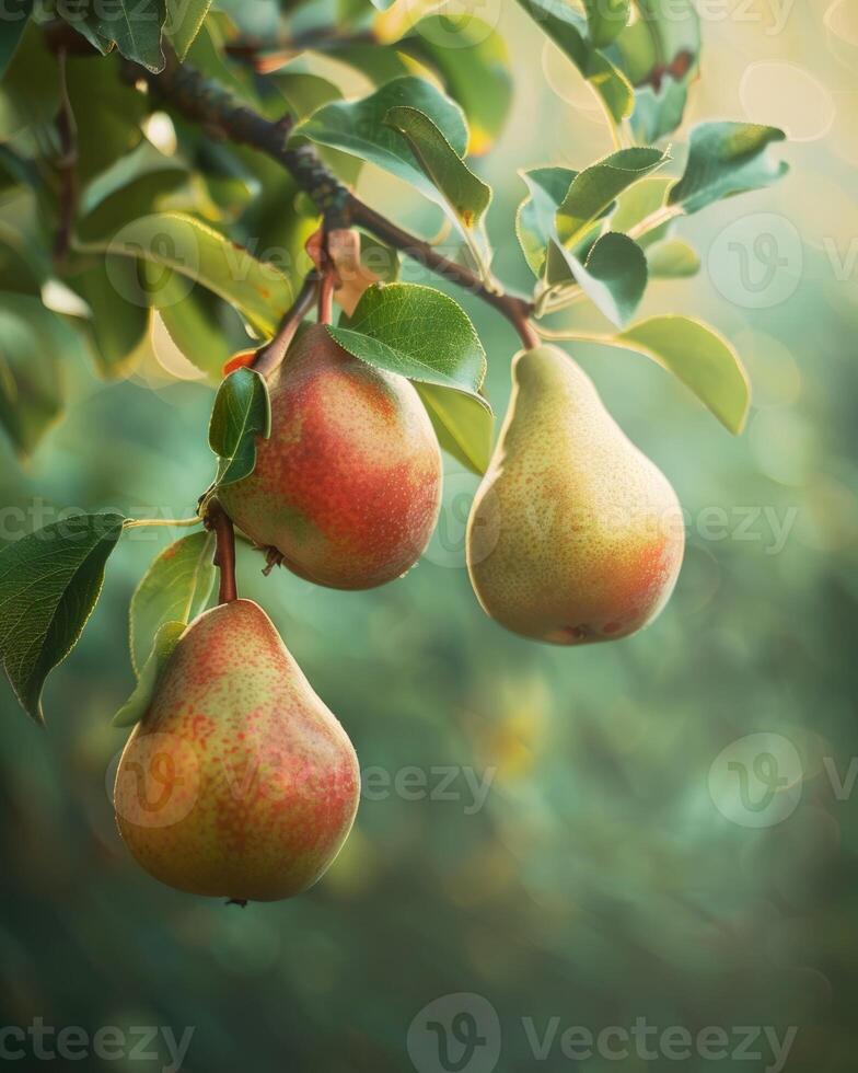 Pears on branches, sun rays peeking through leaves photo