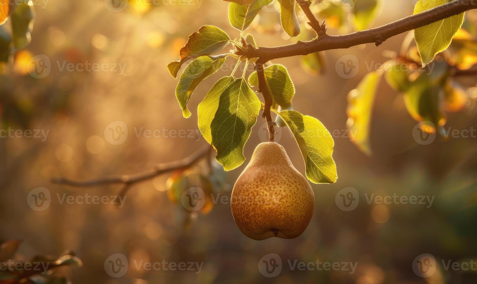 Pear on a branch with a rustic background photo