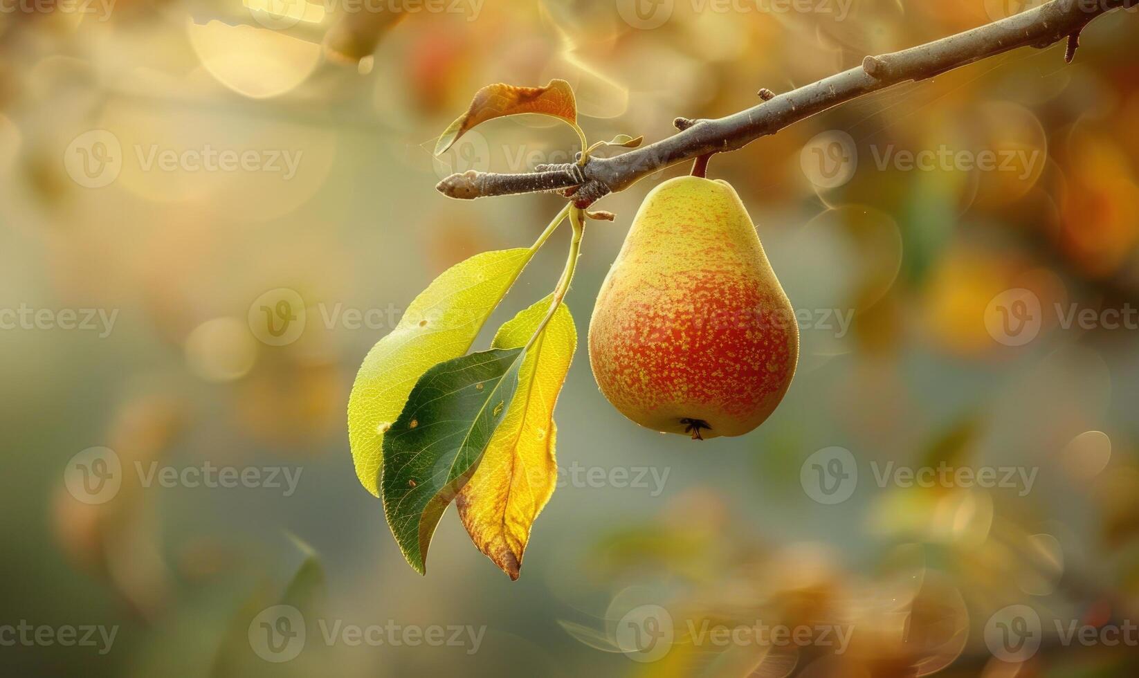 Pear with a small leaf attached, on a branch with a soft focus background photo