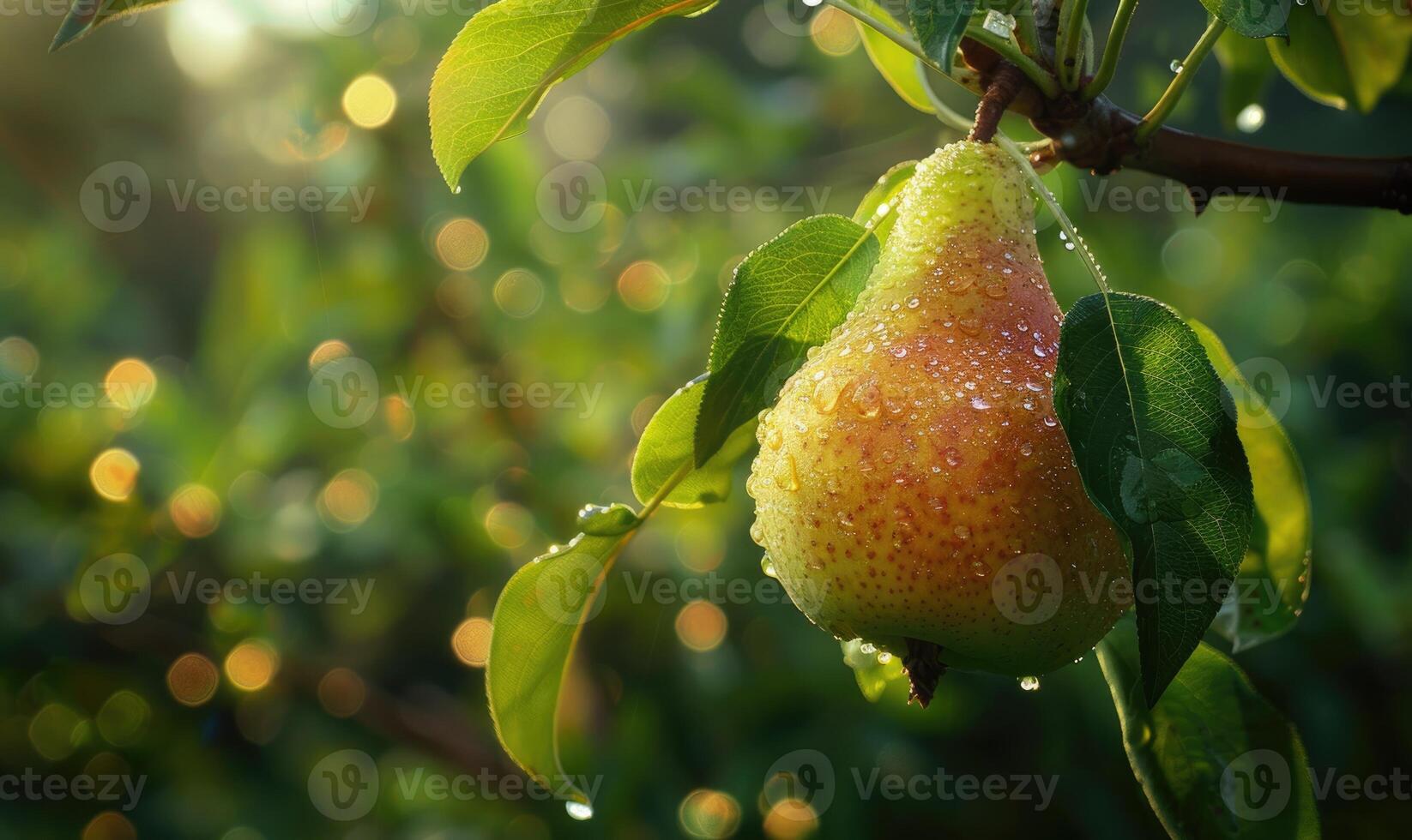 Pear on a branch, crisp green leaves, dewdrops on the fruit photo