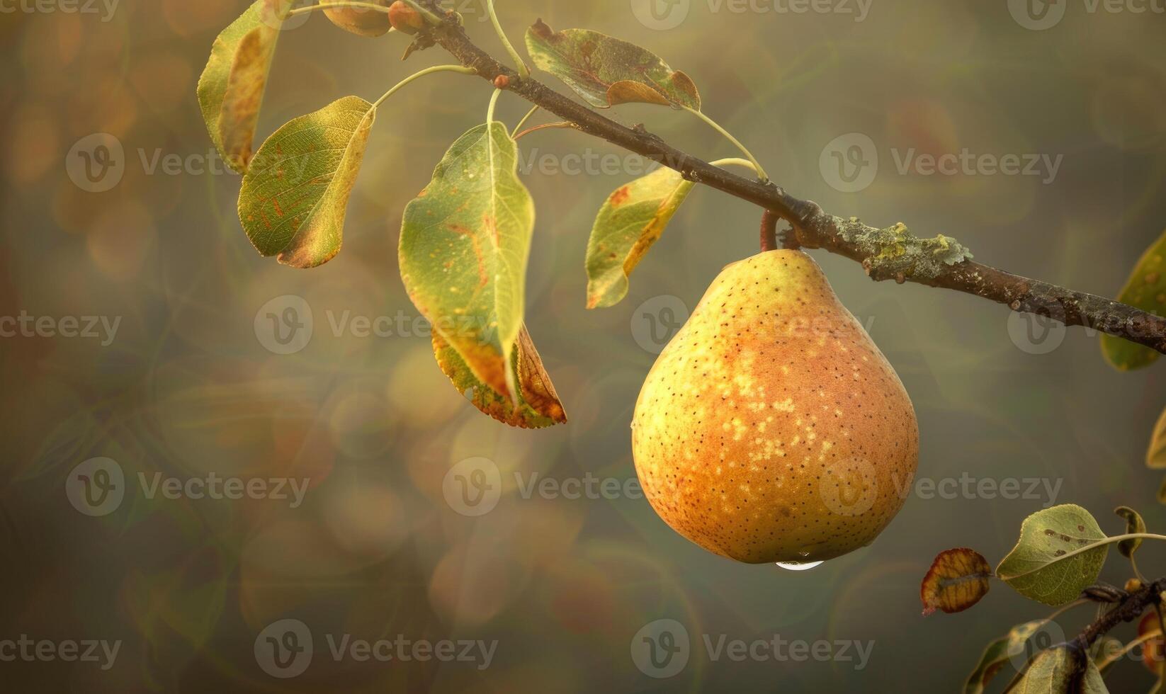 Single pear with a golden hue photo