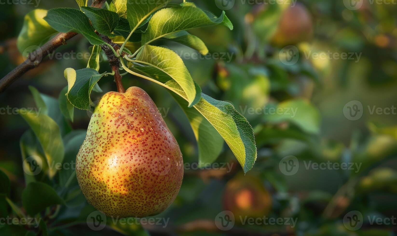 Pear hanging on a branch, crisp green foliage photo