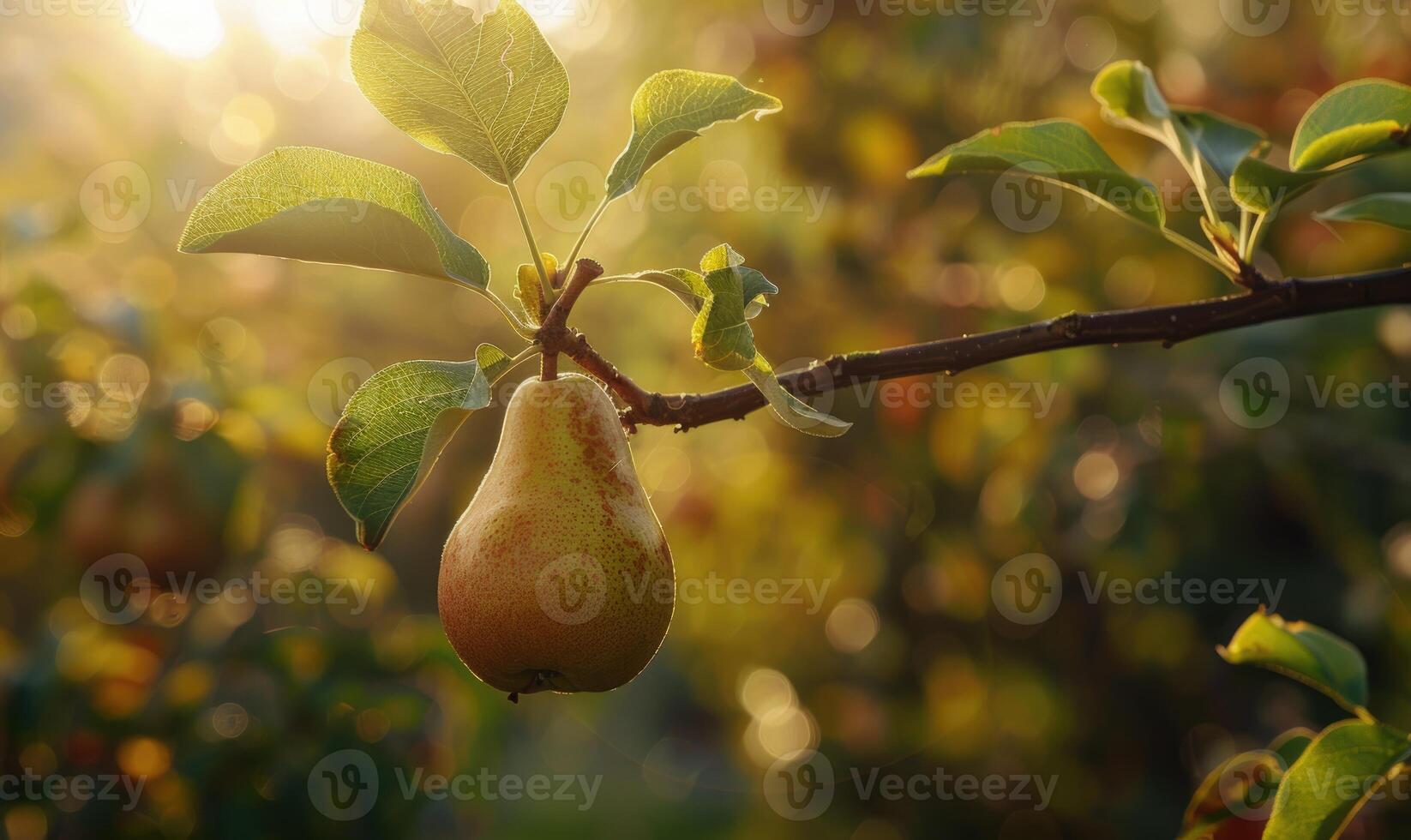 Pear hanging on a branch, crisp green foliage photo