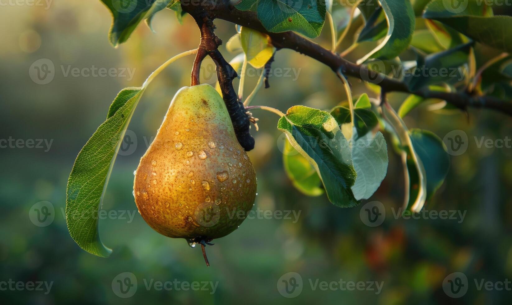 Pear hanging on a branch, crisp green foliage photo