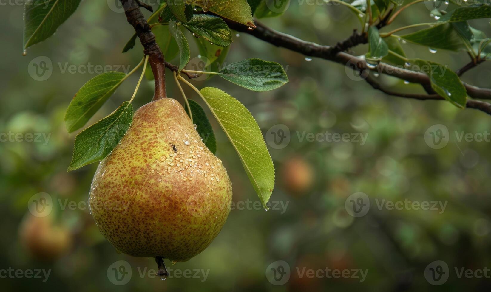 Pear with a small leaf attached, on a branch with a soft focus background photo
