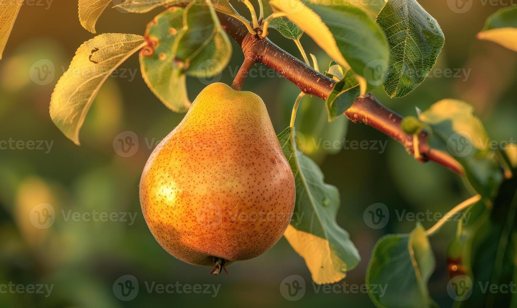 Single pear with a golden hue photo