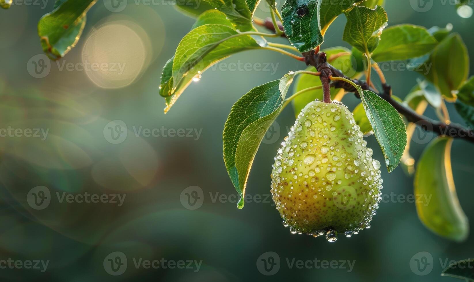 Pear on a branch, crisp green leaves, dewdrops on the fruit photo
