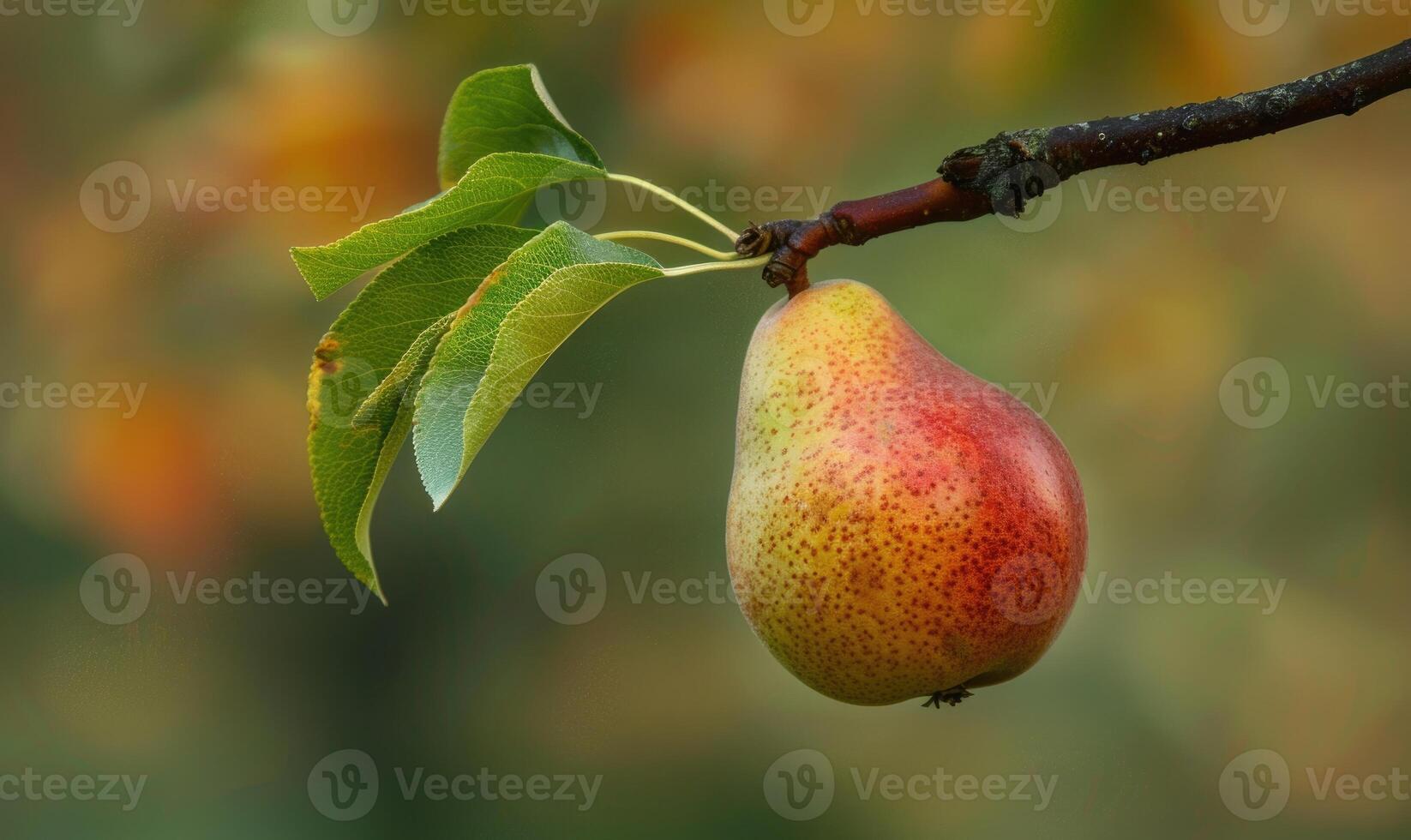 Pear with a small leaf attached, on a branch with a soft focus background photo