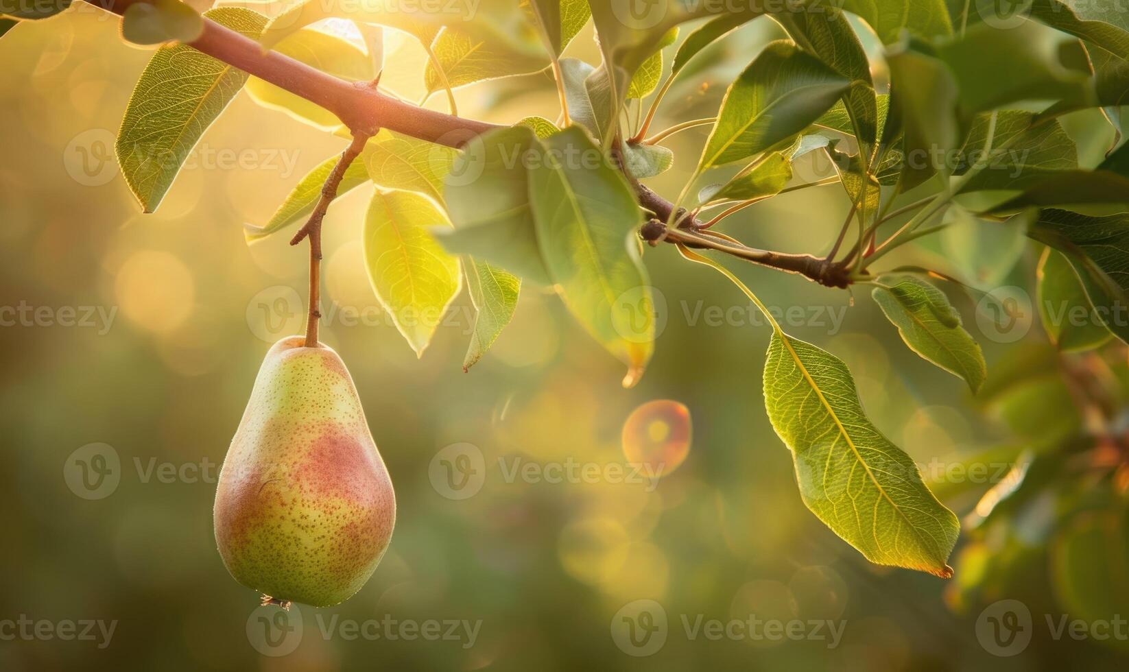 Pear hanging on a branch, crisp green foliage photo
