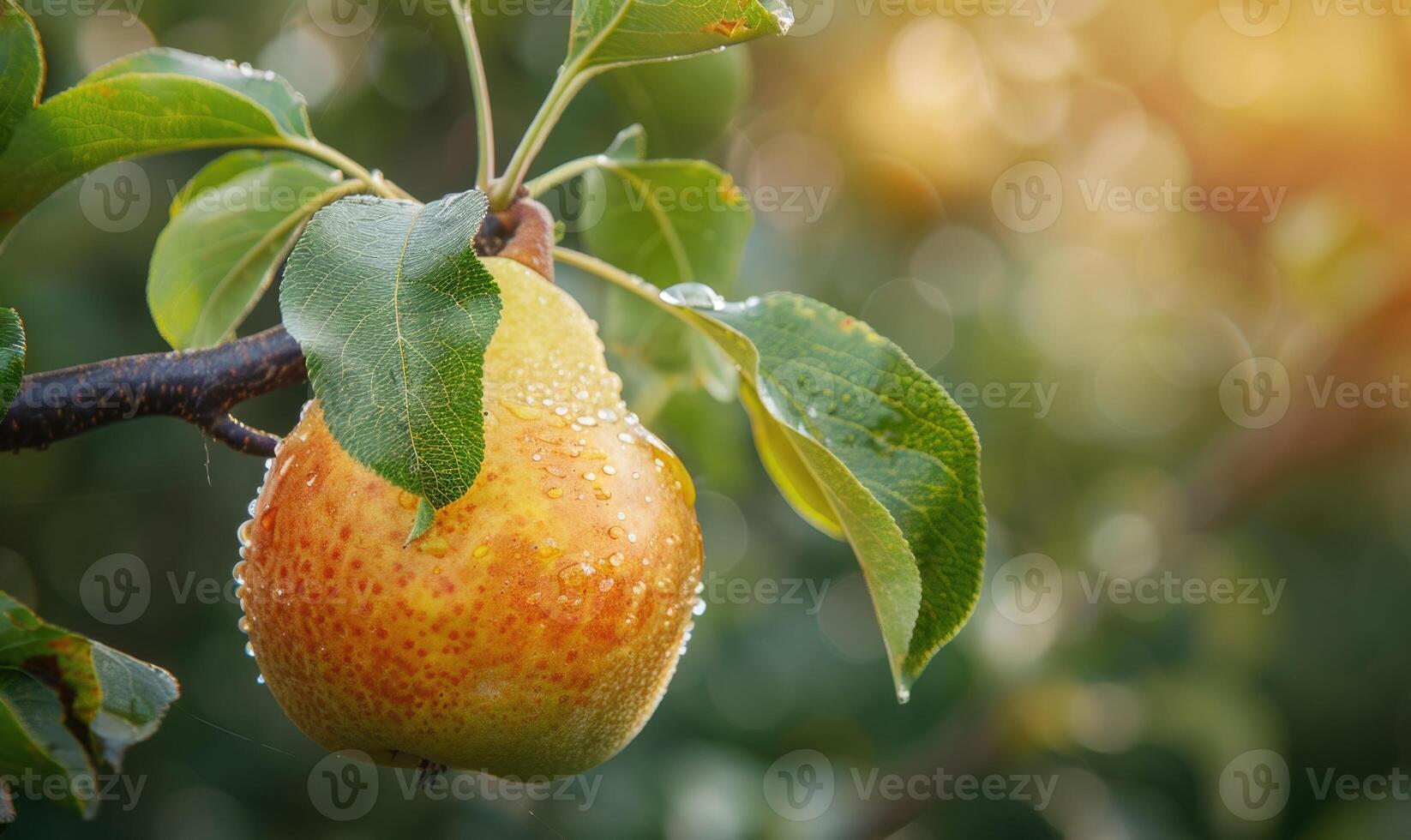 Pear with a small leaf attached, on a branch with a soft focus background photo