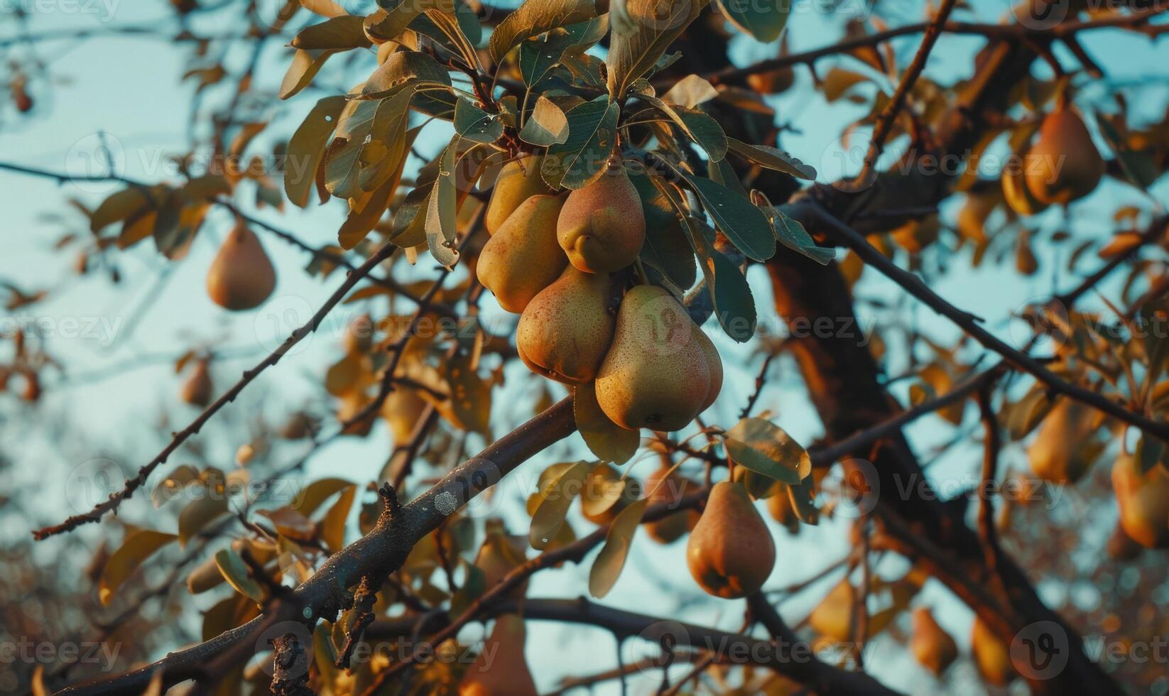 Pear trees with branches laden with pears photo