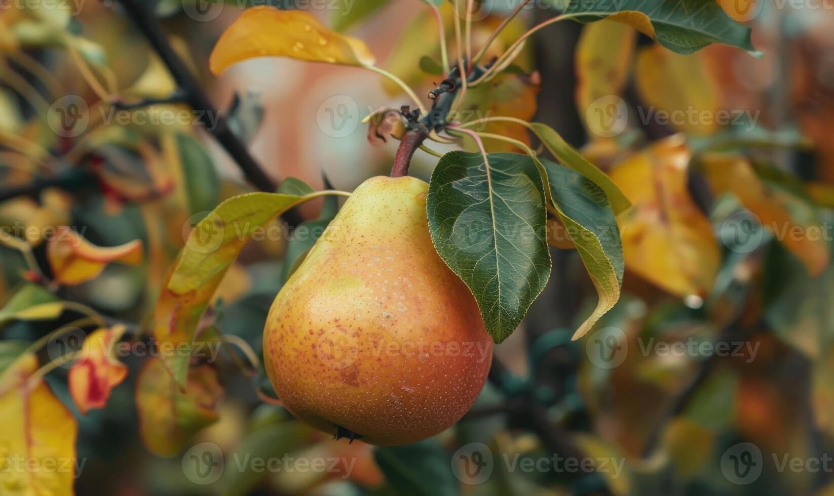 Pear with a red blush, hanging from a branch with green leaves photo