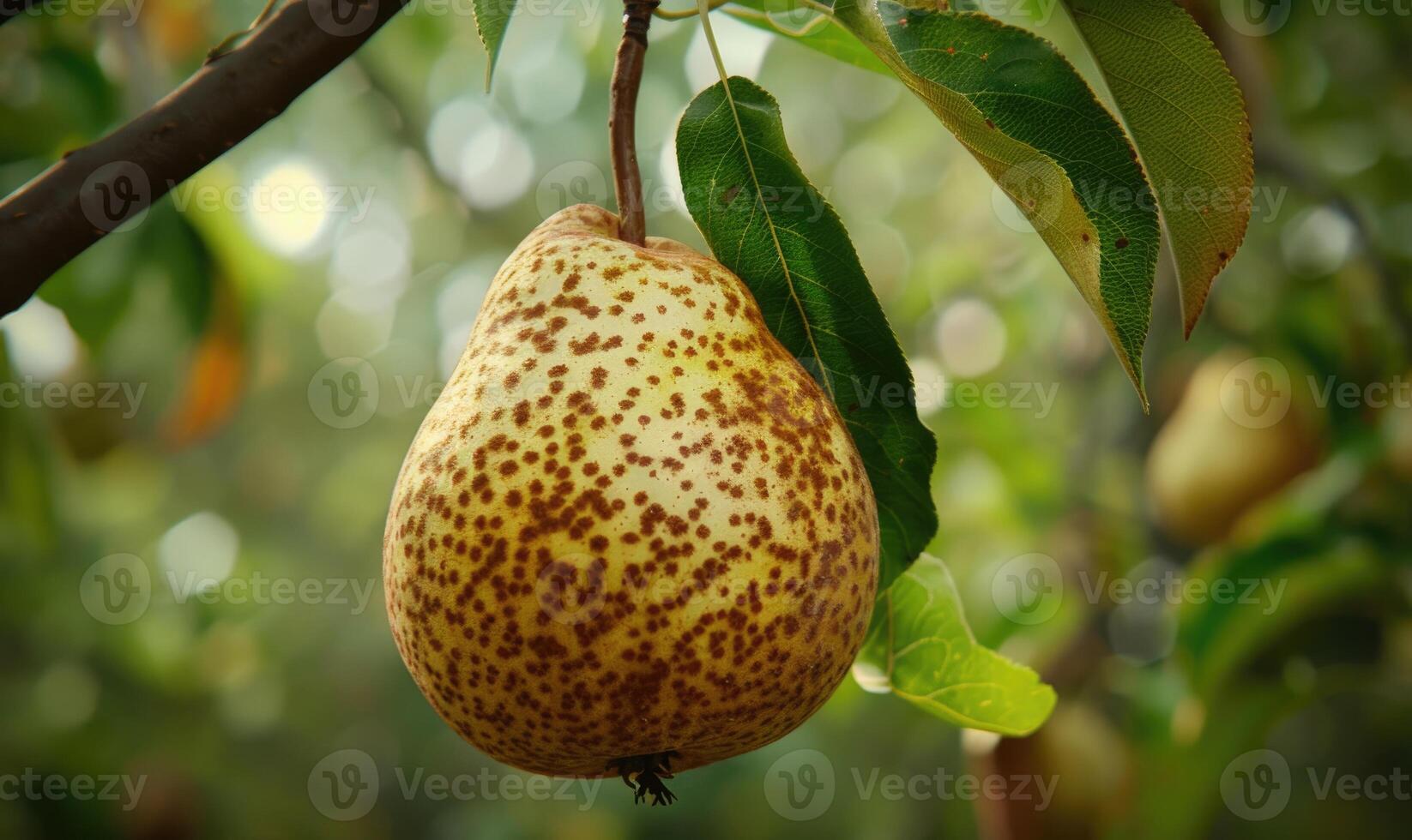 Pear with a small leaf attached, on a branch with a soft focus background photo