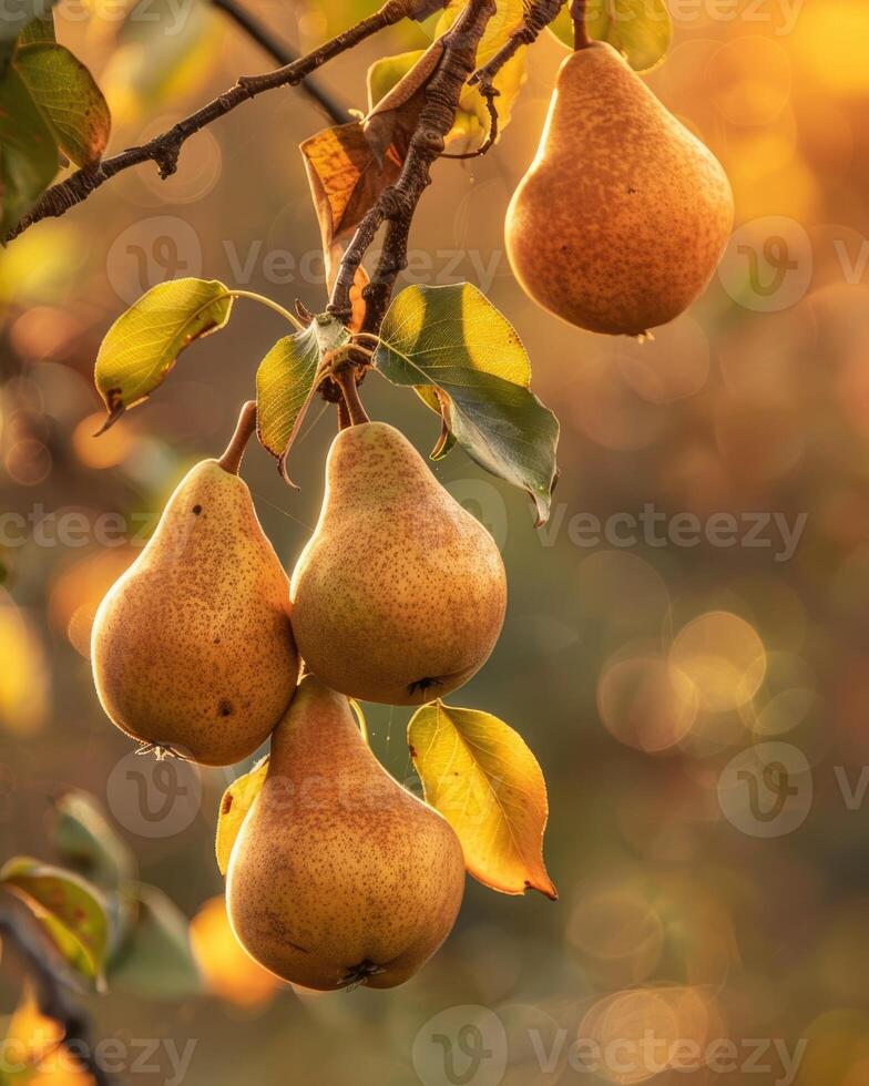 Pears on branches, sun rays peeking through leaves photo