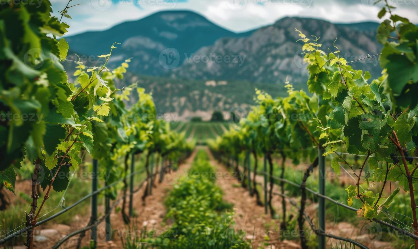 Vineyard with lush green grapevines and a mountain backdrop photo