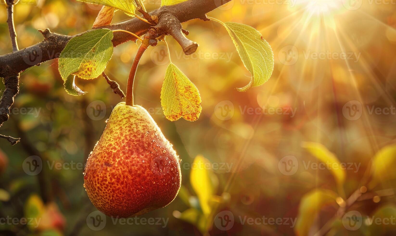 Pear on a branch with a rustic background photo