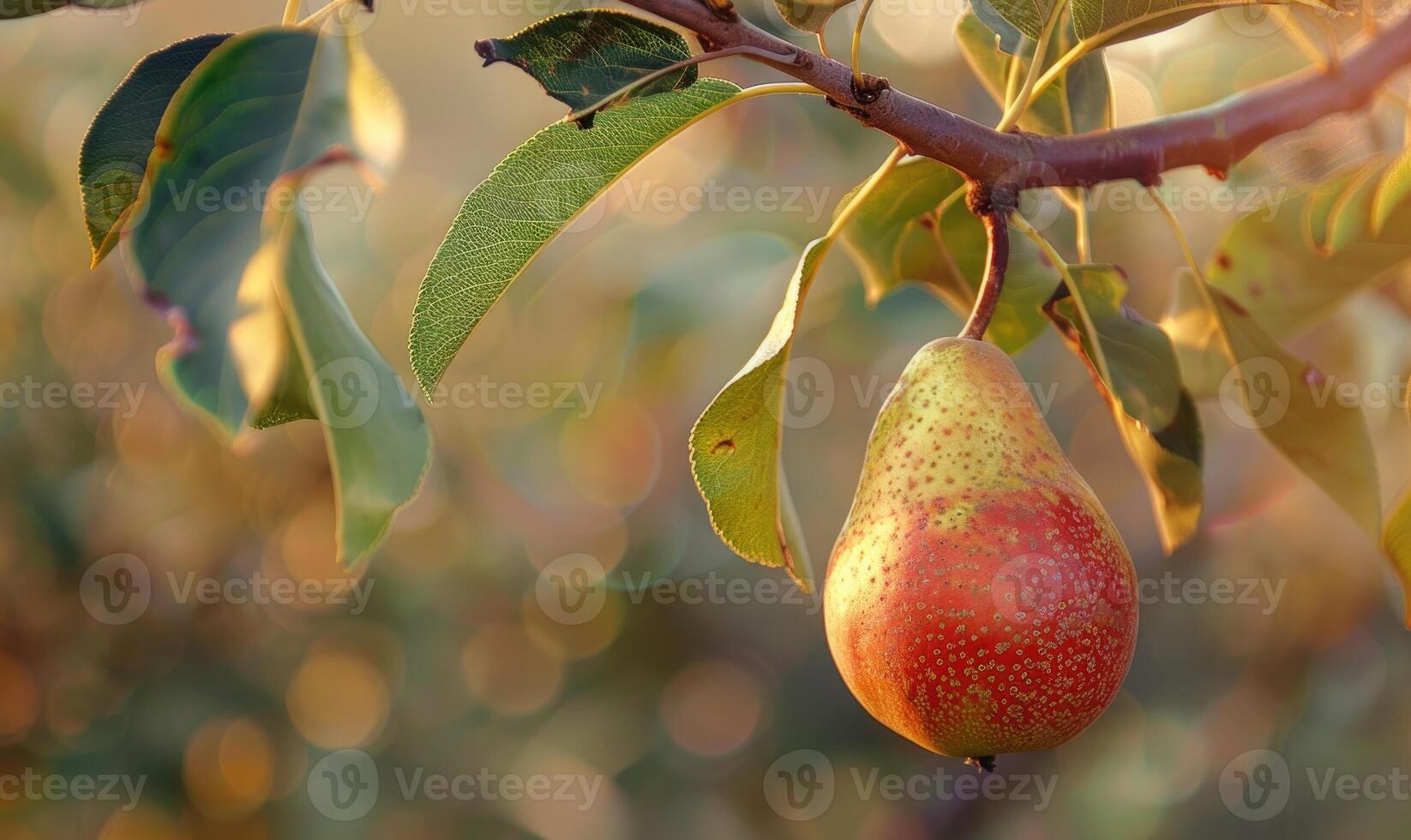 Pear with a red blush, hanging from a branch with green leaves photo