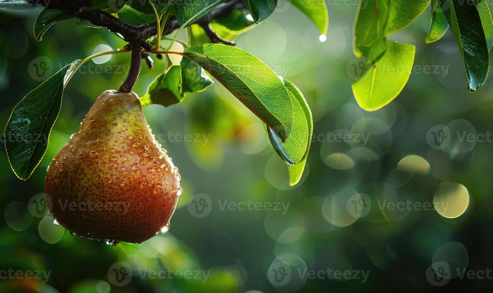 Pear hanging on a branch, lush green leaves photo