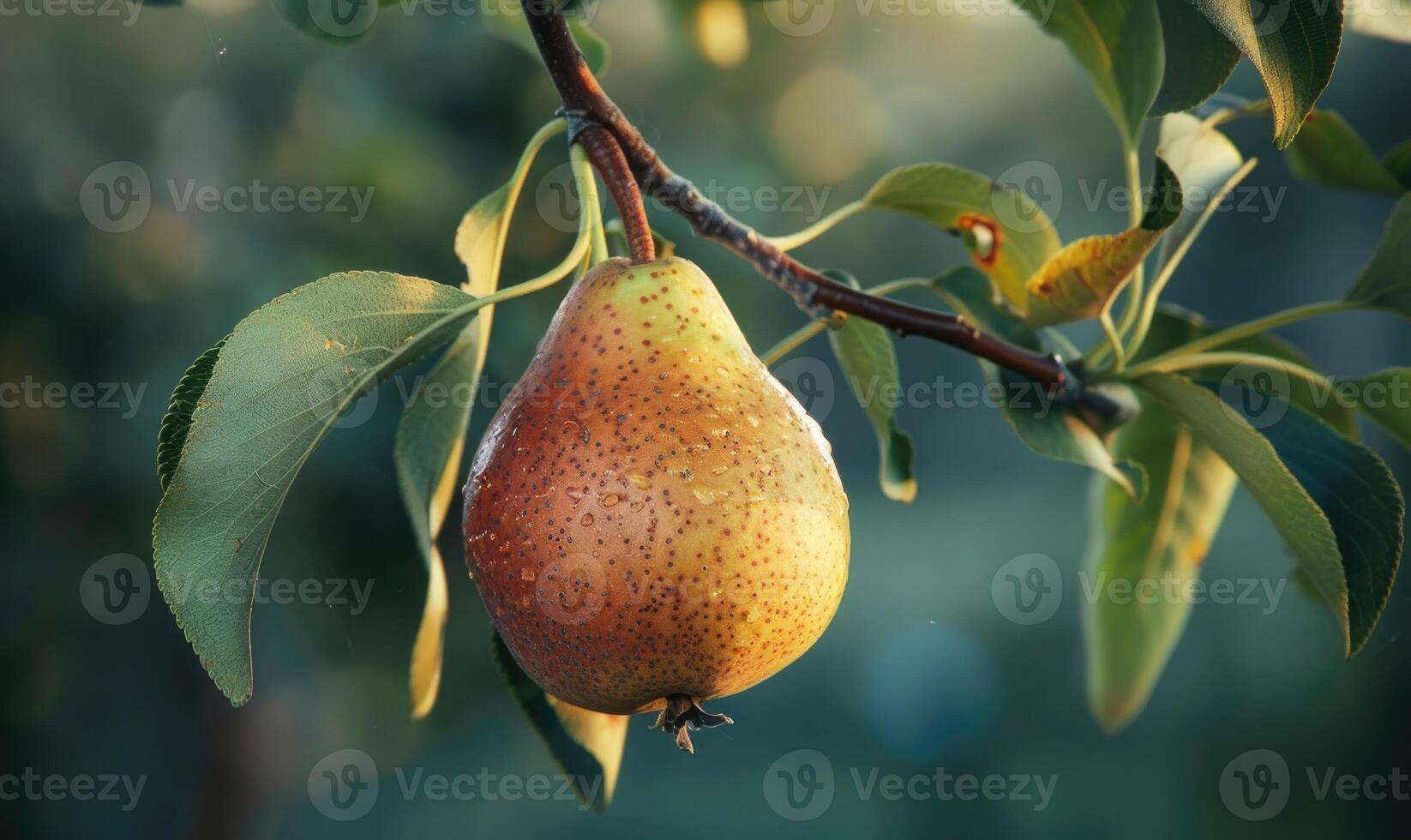 Pear with a small leaf attached, on a branch with a soft focus background photo