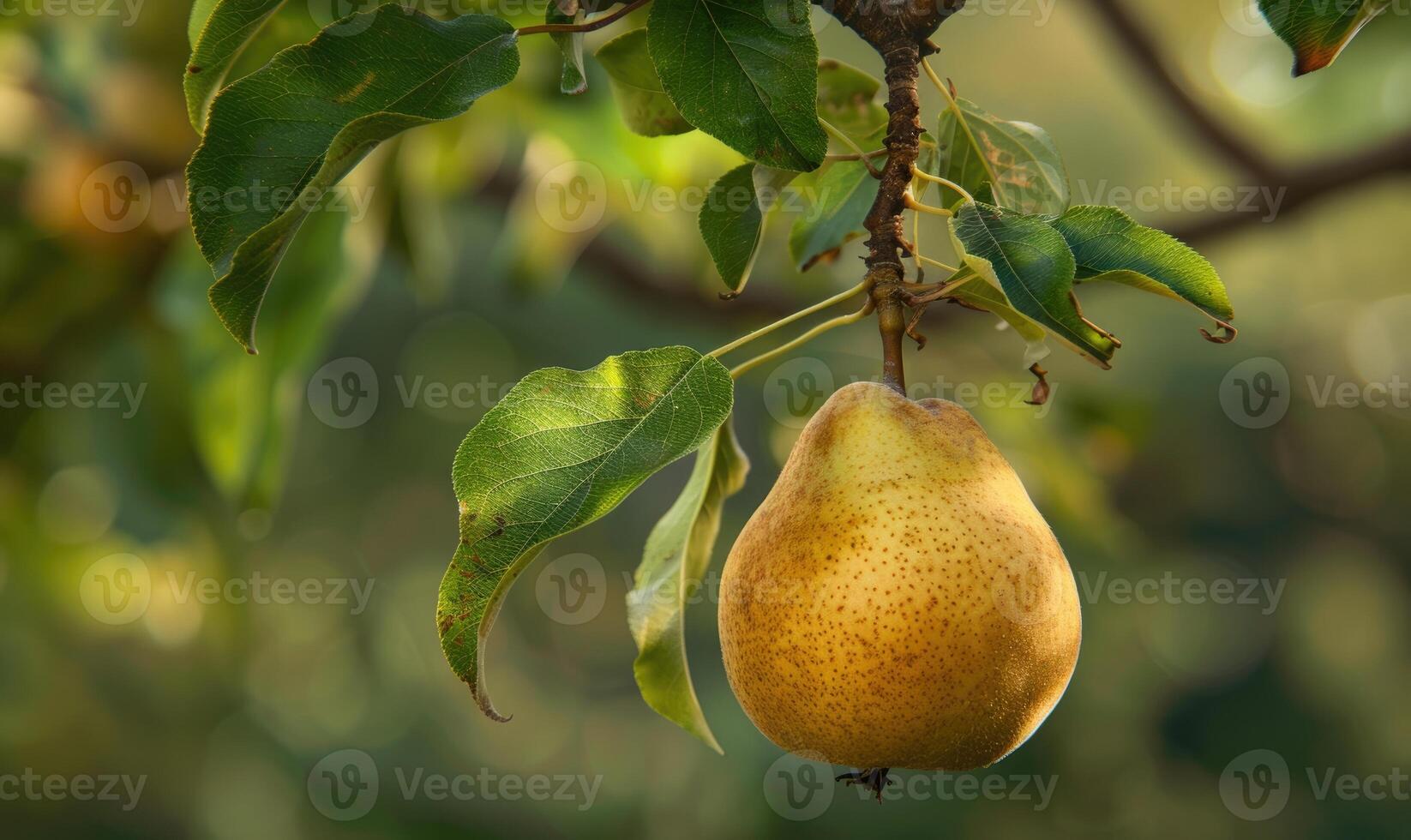 Pear hanging on a branch, crisp green foliage photo