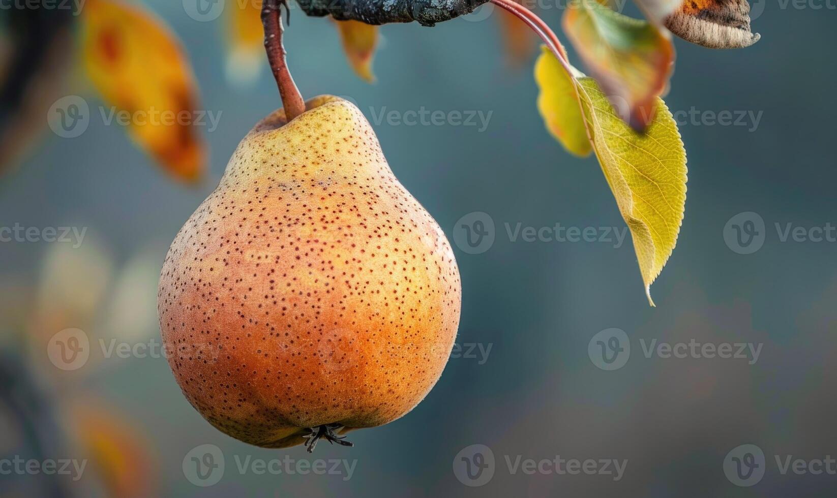 Pear with a small leaf attached, on a branch with a soft focus background photo