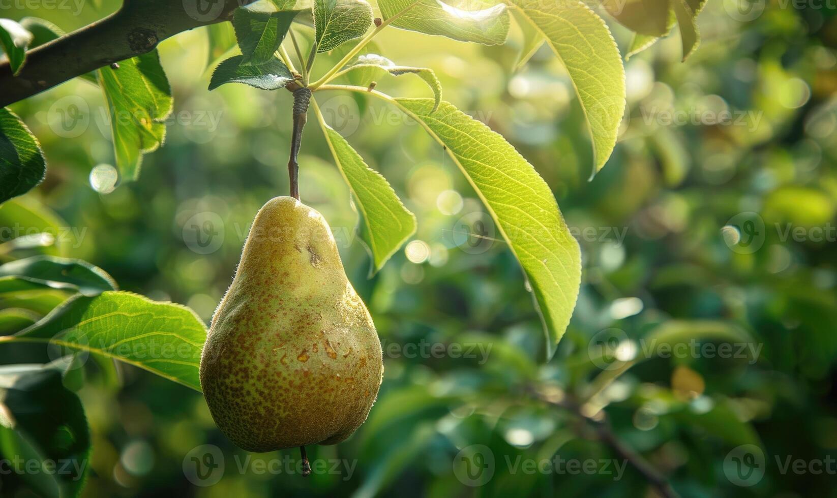Pear hanging on a branch, lush green leaves photo