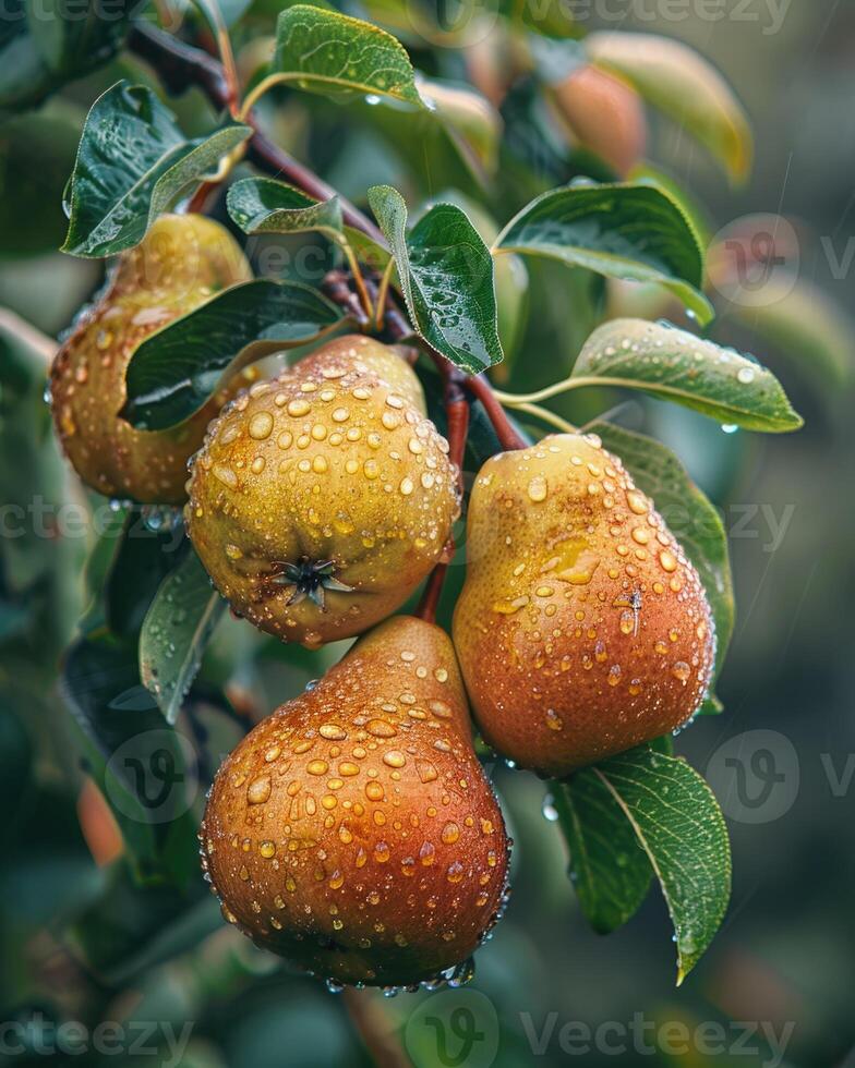 Pears on branches, sun rays peeking through leaves photo