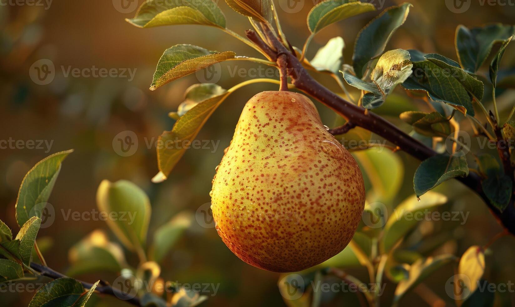 Single pear with a golden hue photo