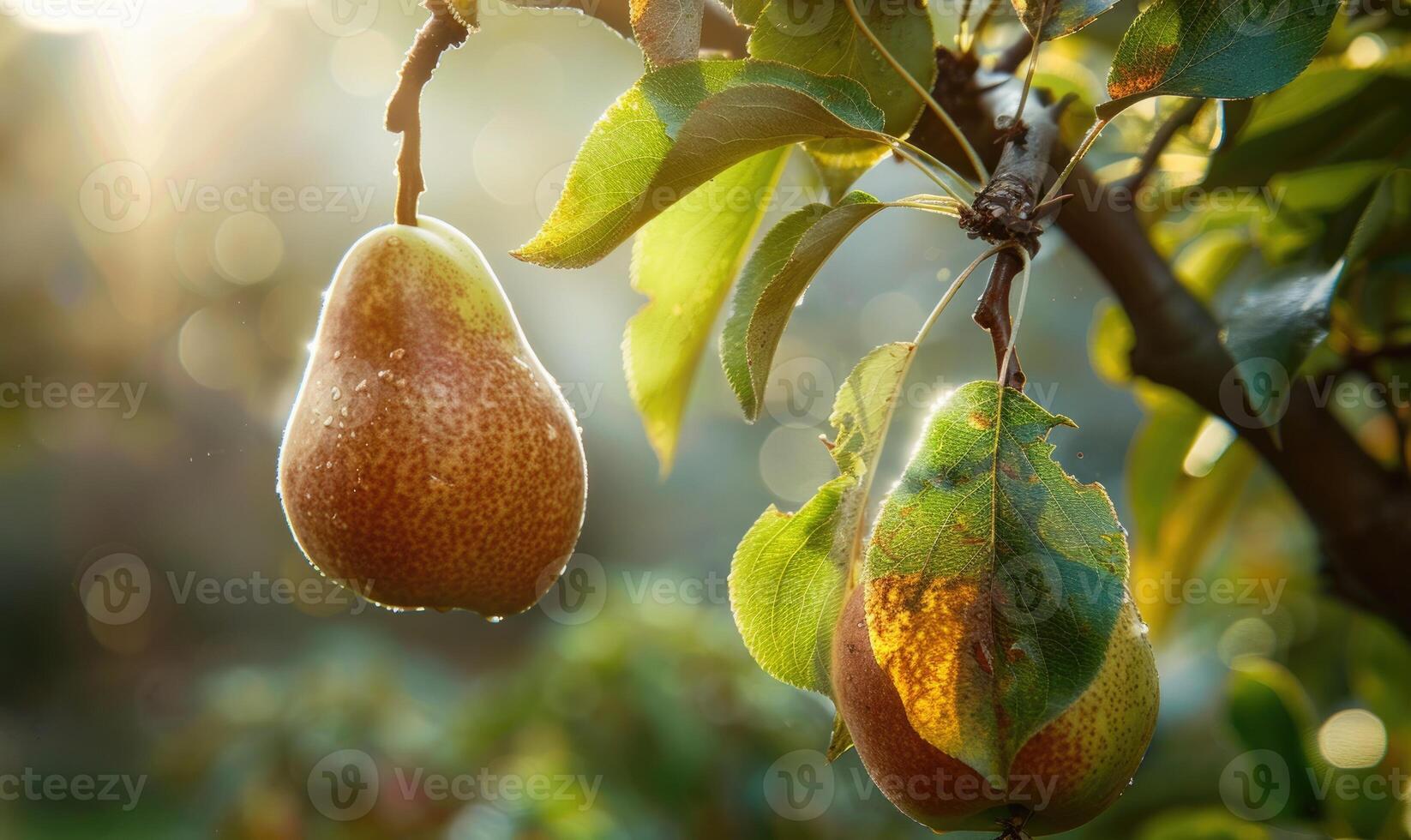 Pear hanging on a branch, crisp green foliage photo