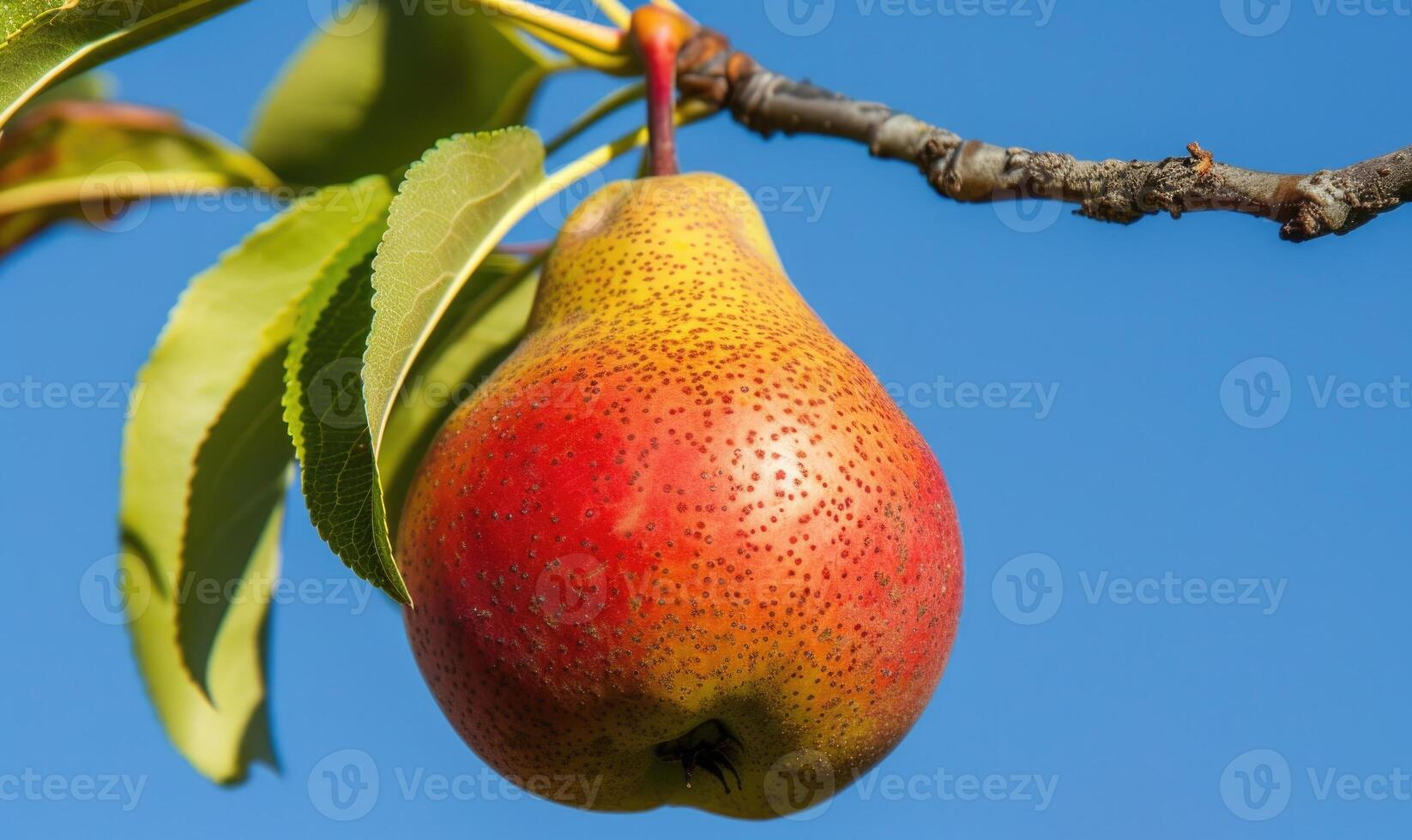 Pear with a blush of red, on a branch against a blue sky photo