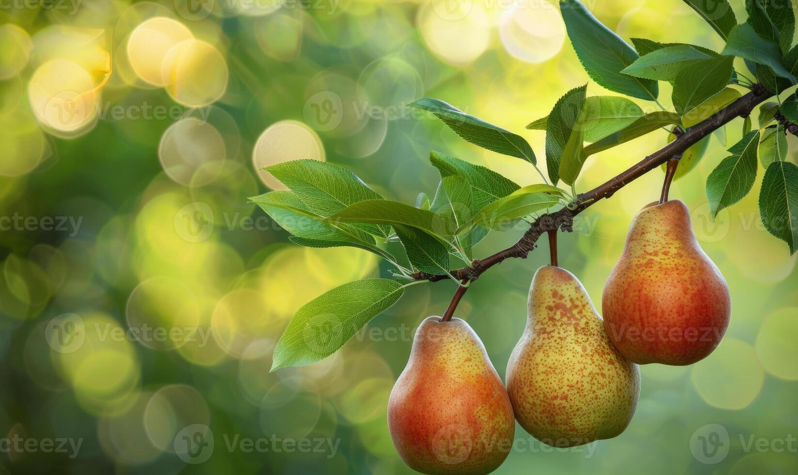 Pear branch with three pears and soft focus background photo