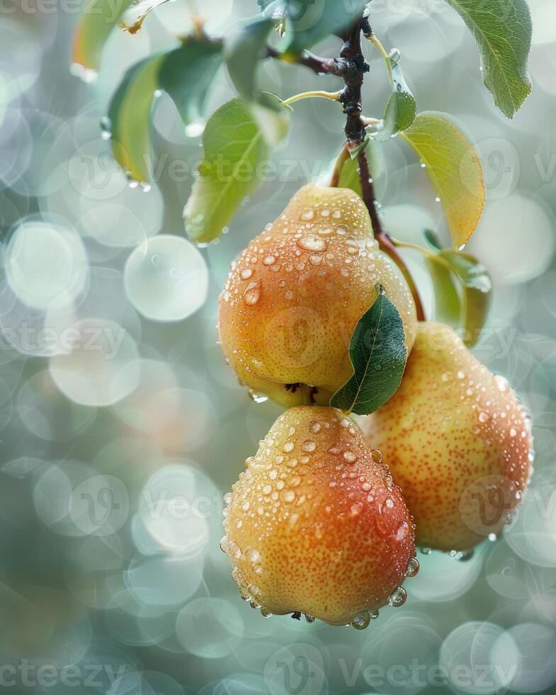 Pears on branches, sun rays peeking through leaves photo