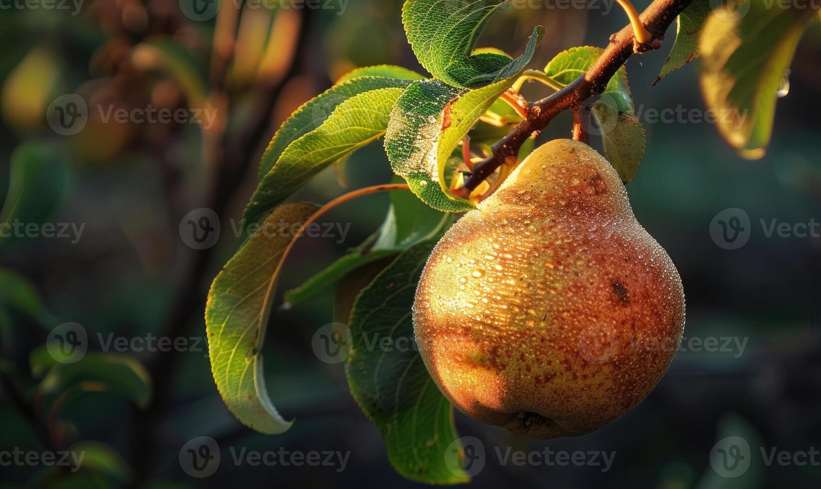 Pear on a branch with a rustic background photo