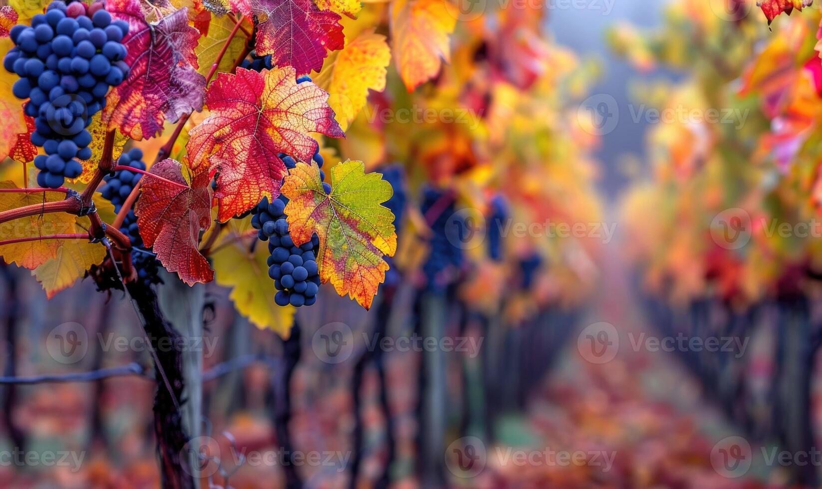 Vineyard in autumn with colorful leaves on grapevines photo