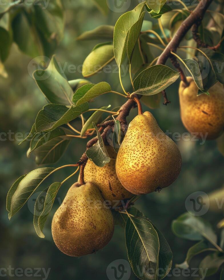 Pears on branches, sun rays peeking through leaves photo