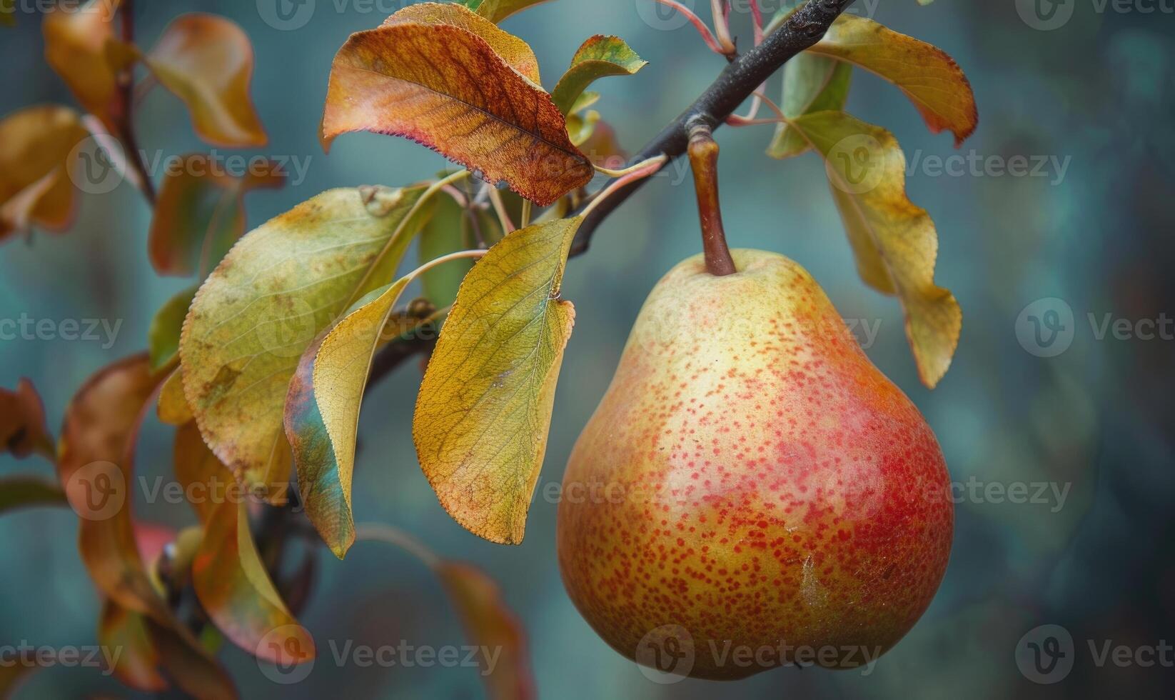 Pear with a red blush, hanging from a branch with green leaves photo